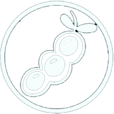 Soy