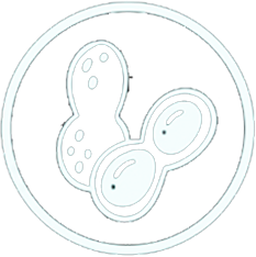 Peanuts