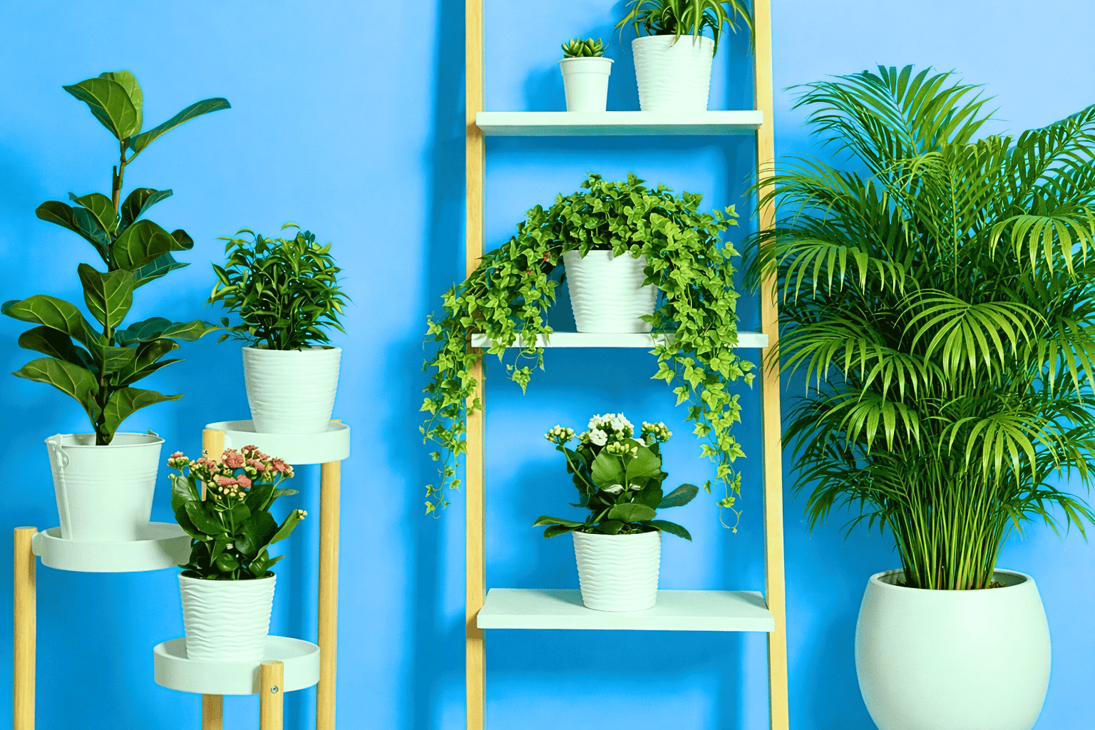 Houseplants in white containers all over the room and against a blue wall