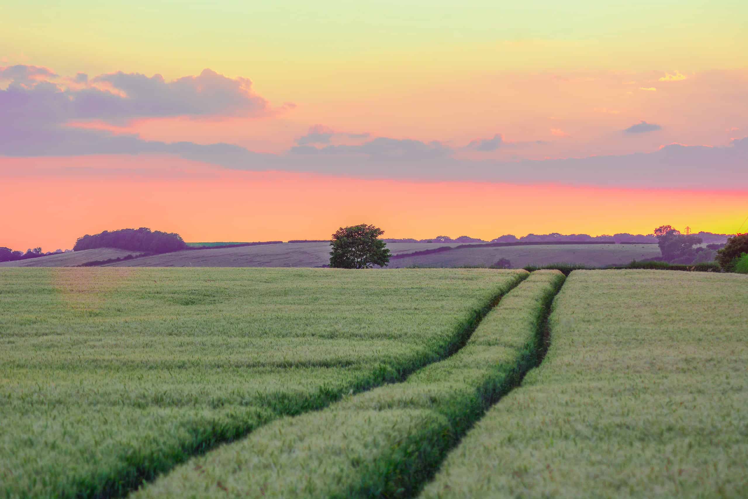 Hertsmere countryside