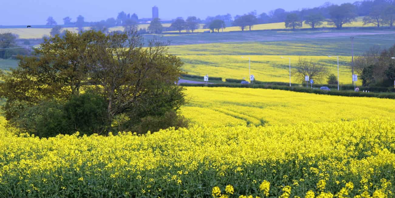 Hertsmere countryside