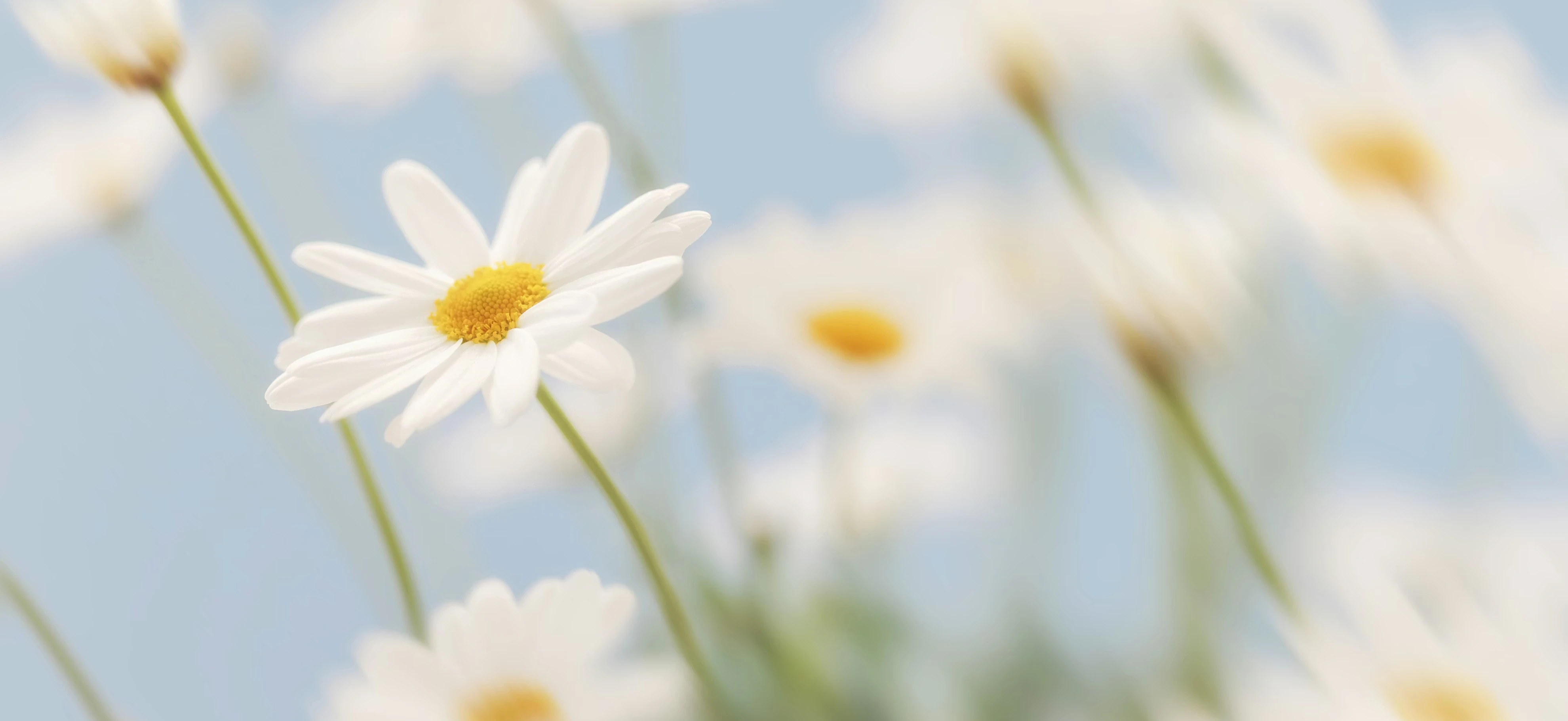 Blog Banner Wrap