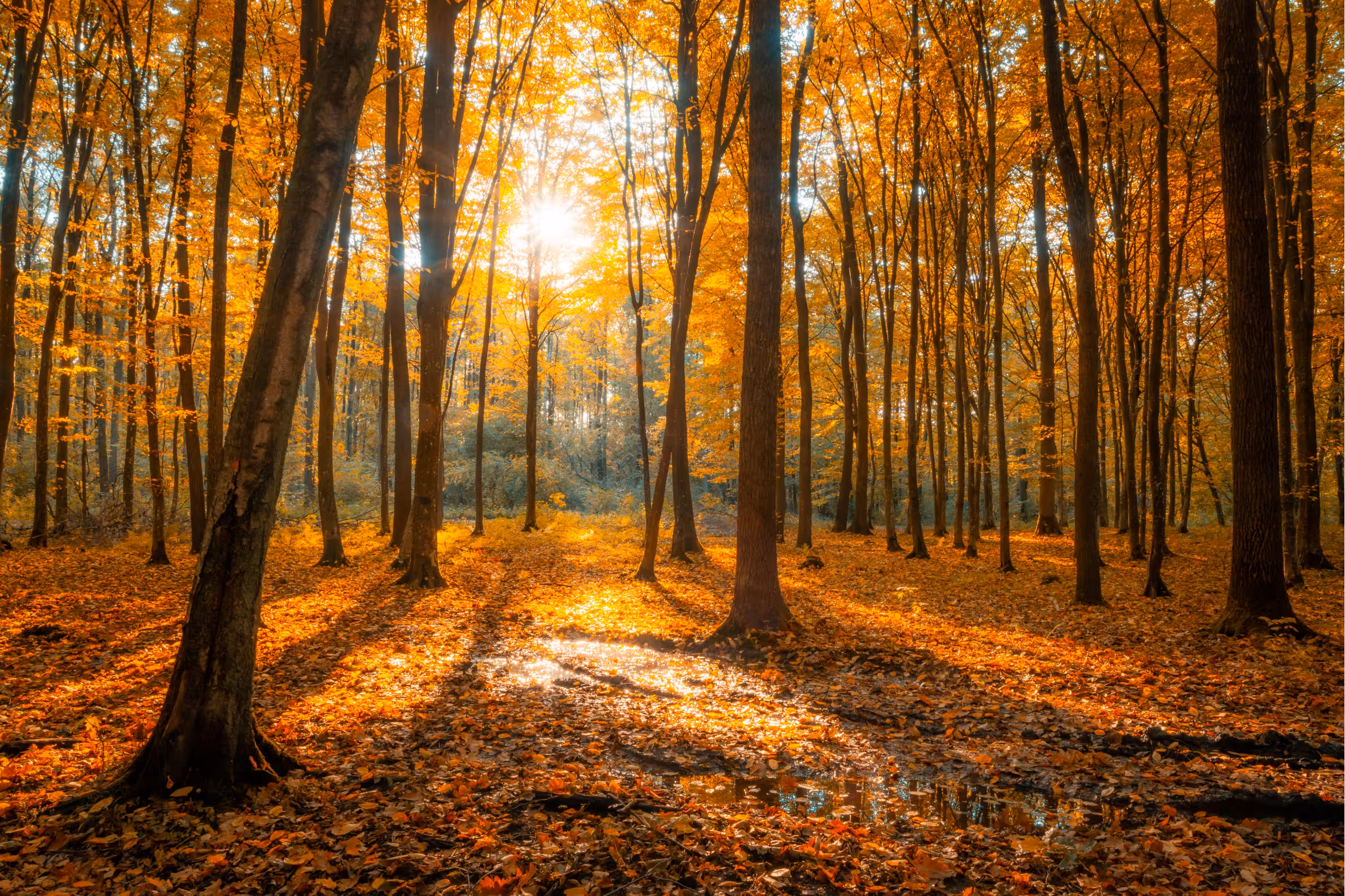 Herbst in der Wetterau – die schönsten Spaziergänge im Oktober und November