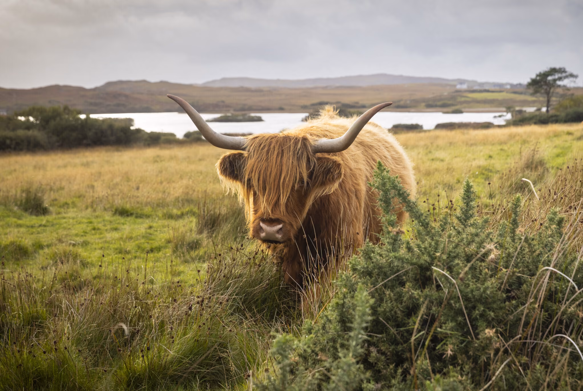 Highland Cows