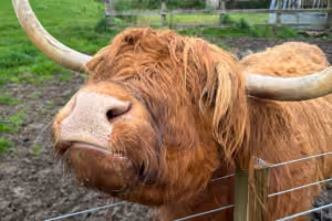 Private Edinburgh to Glencoe scenic transfer