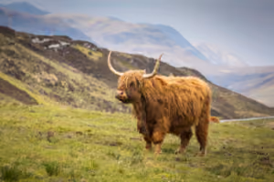 From the towering peaks of the Highlands to the remote shores of the Outer Hebrides, nature thrives in its rawest form. For those willing to wander off the well-beaten paths, an extraordinary world of Scottish wildlife awaits. Loch Lomond tours from Edinburgh