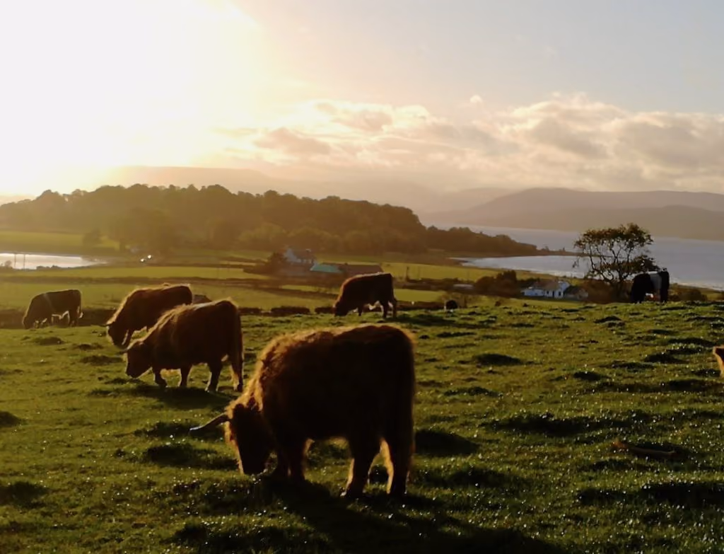 Unique Highland Cow, Dumbarton Castle and Tea Tour - Half Day