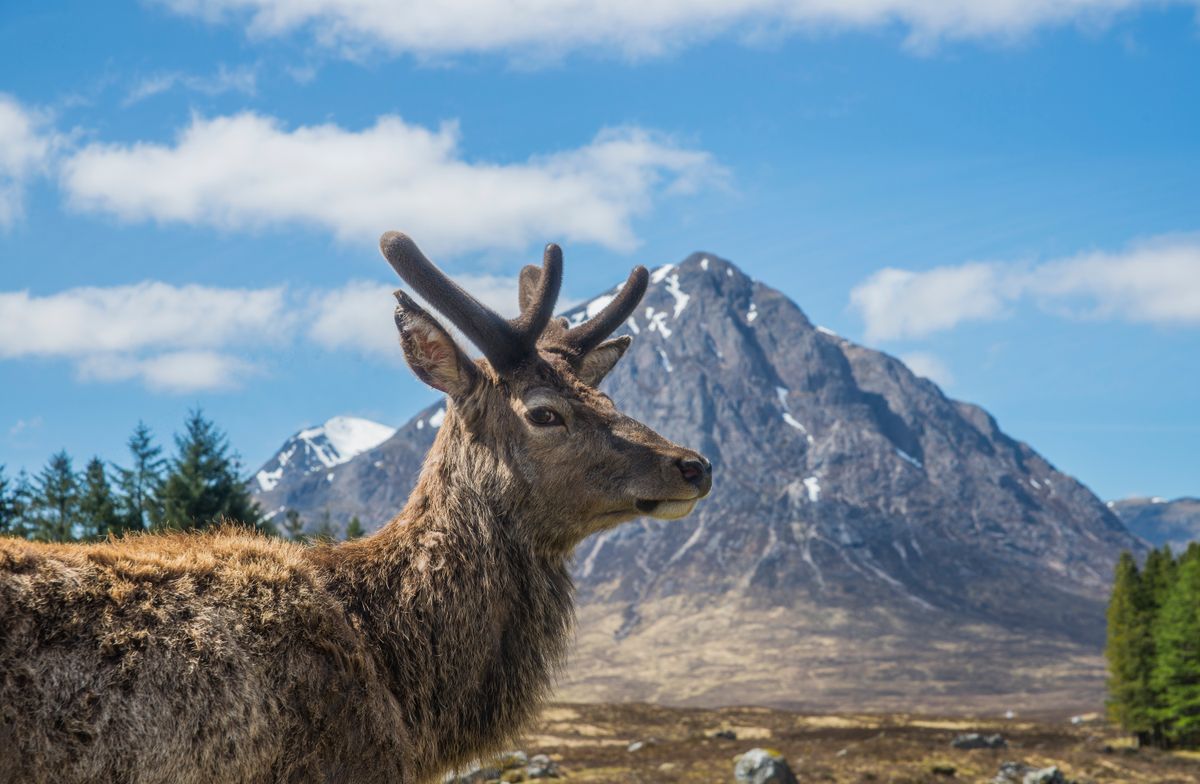 Highland Wildlife Explorer
