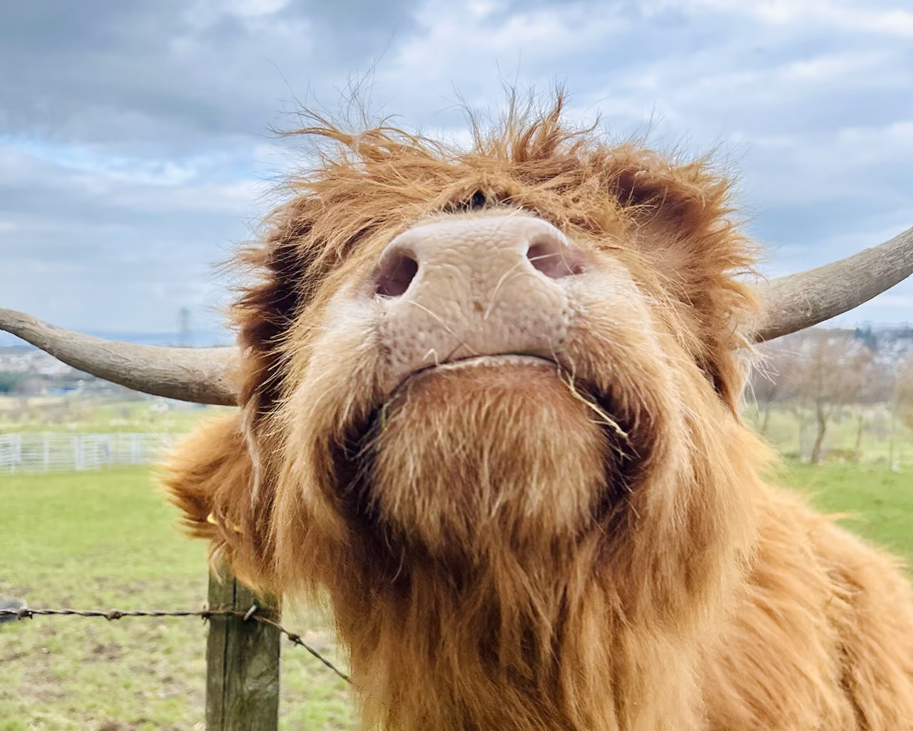Highland Cows: Encounter Scotland’s Shaggy Icon of the Hills