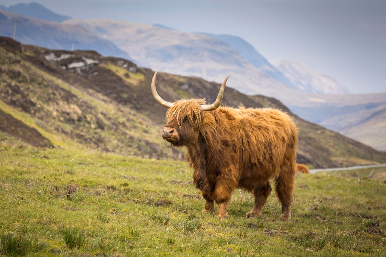 Scotland's Wild Side: A Guide to Remarkable Scottish Wildlife