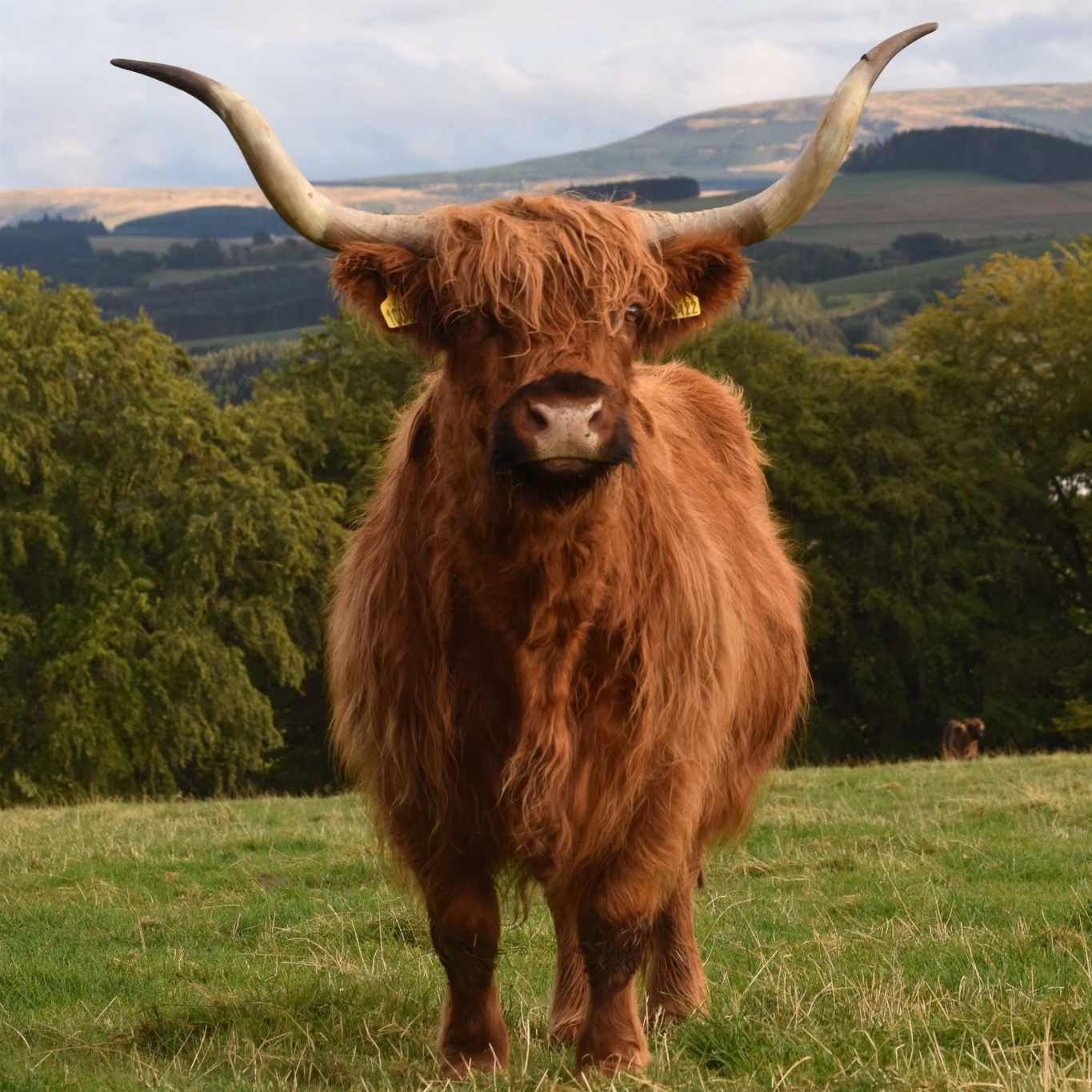 Meet Highland Cows from Edinburgh - Transport Included
