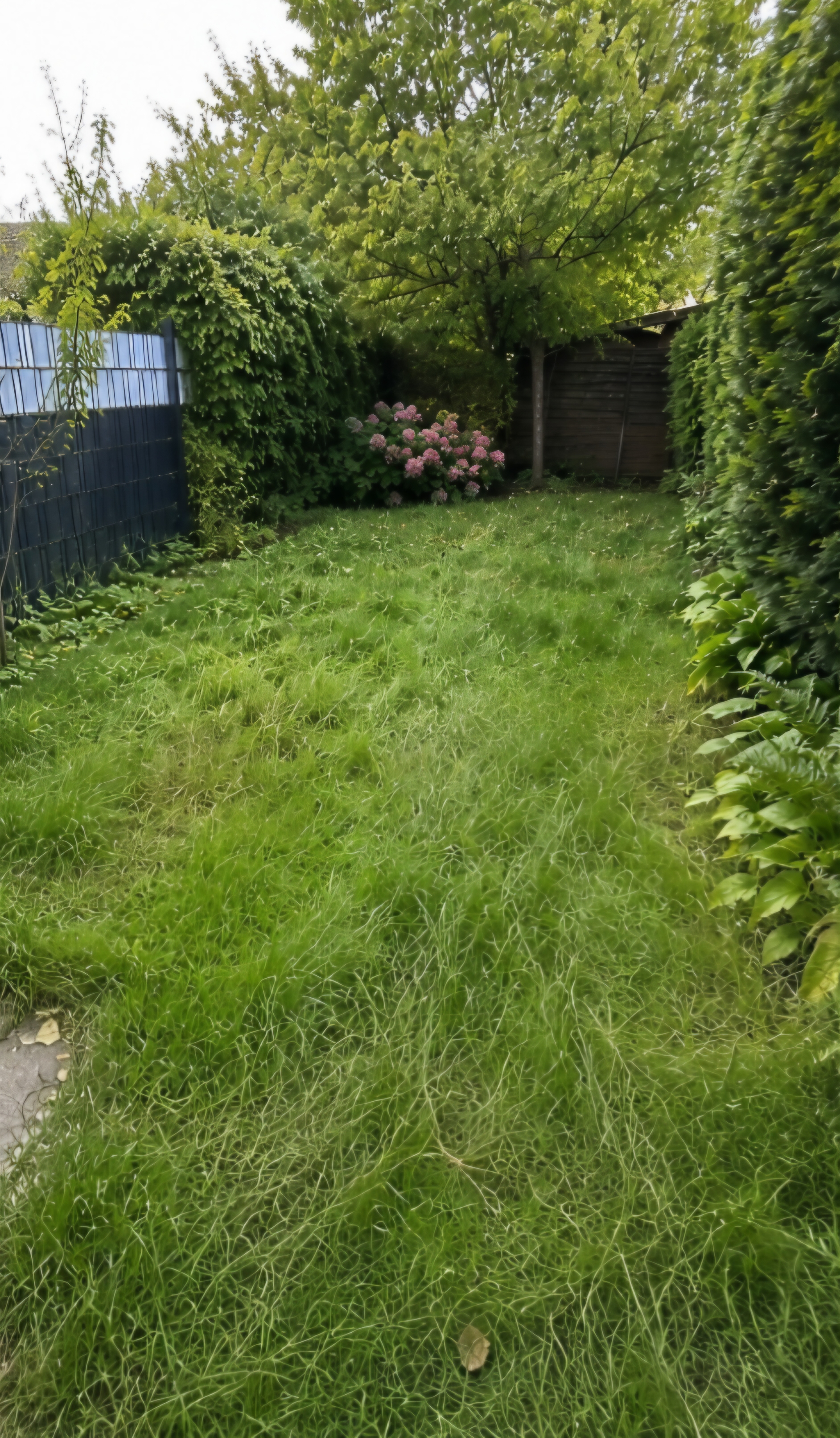 Overgrown grassy backyard with green shrubs, a small tree, and pink flowers near a wooden shed.
