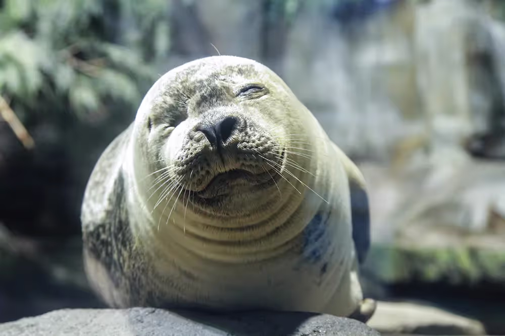 Close-up of a relaxed seal resting on a rock with eyes closed.