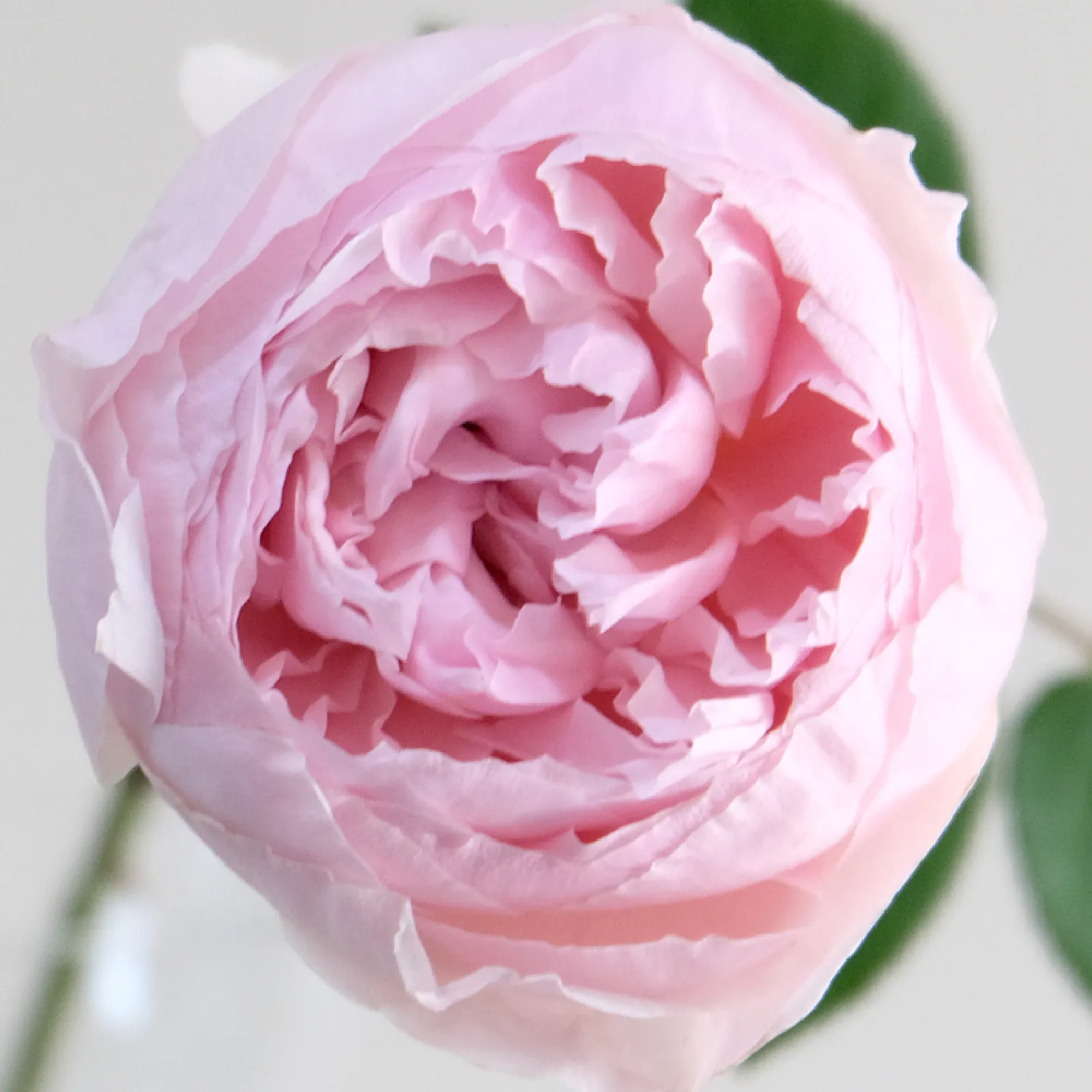 Peony Pink Rose — ตัวอย่าง Rose สำหรับการสังเกตการบาน