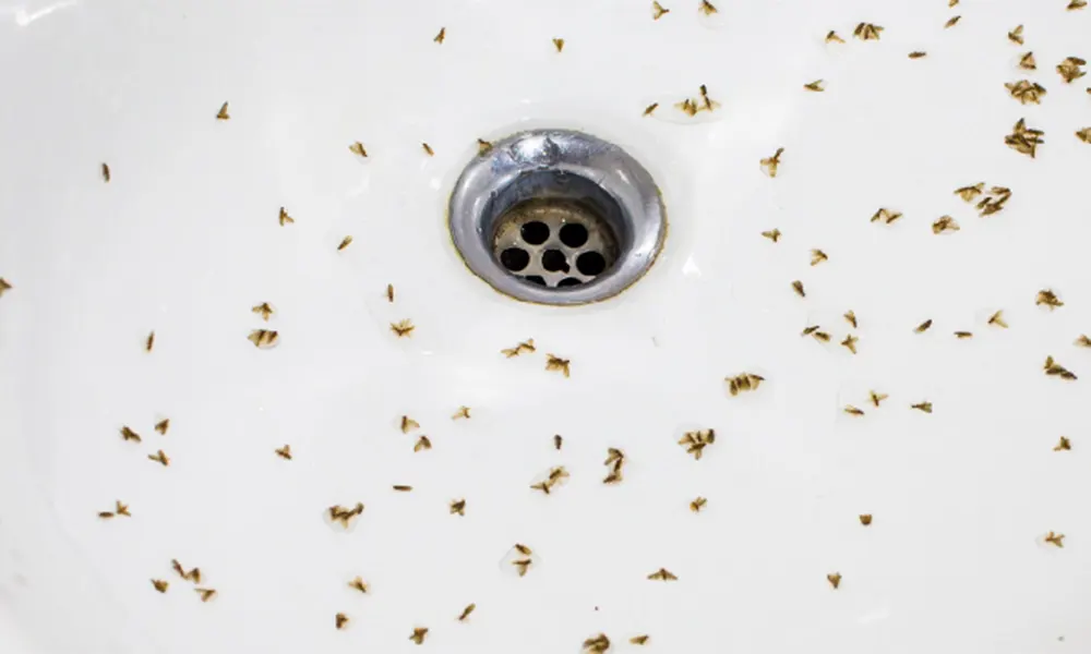 The Ultimate Guide to Dealing with Drain Flies: Prevention and Elimination Tips