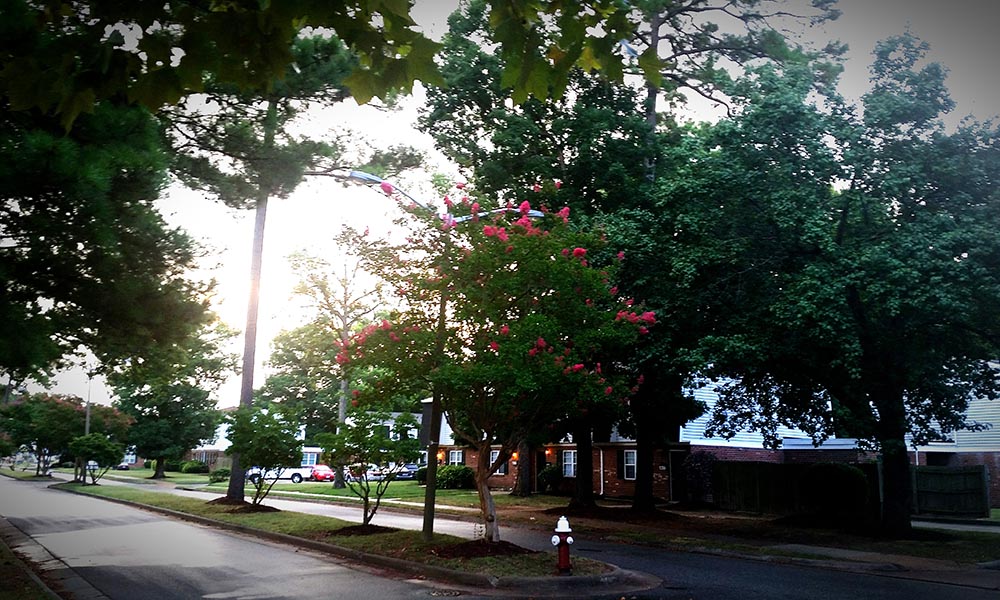 Choosing Trees Wisely: What Not to Plant Near Your Pipes