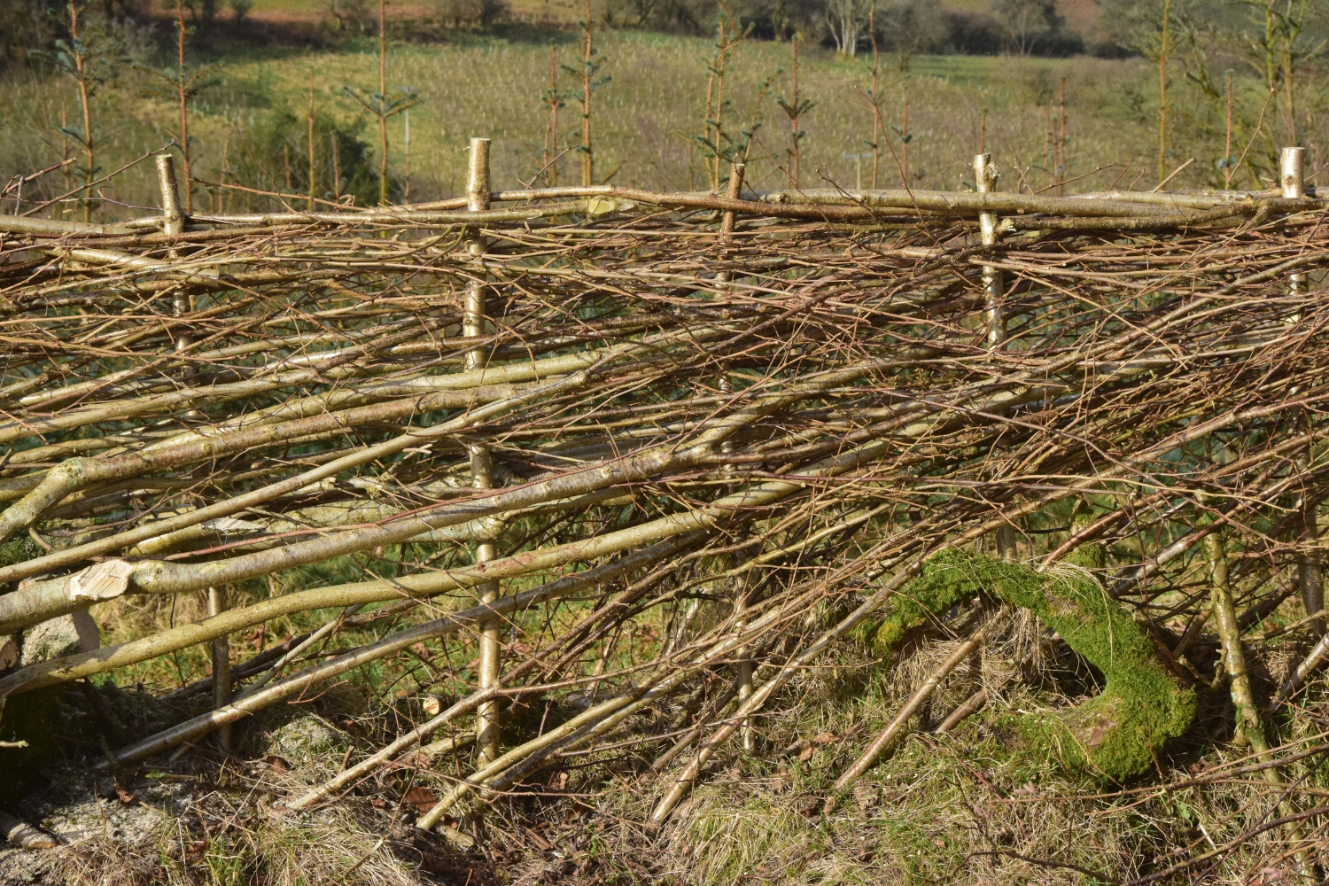 Close up photo of Hazel hedge which has been laid in Brecon style