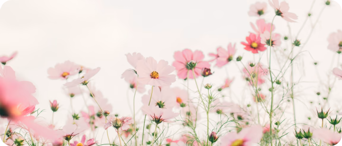 Field of pink and white cosmos flowers with green stems and yellow centers against a pale sky background.