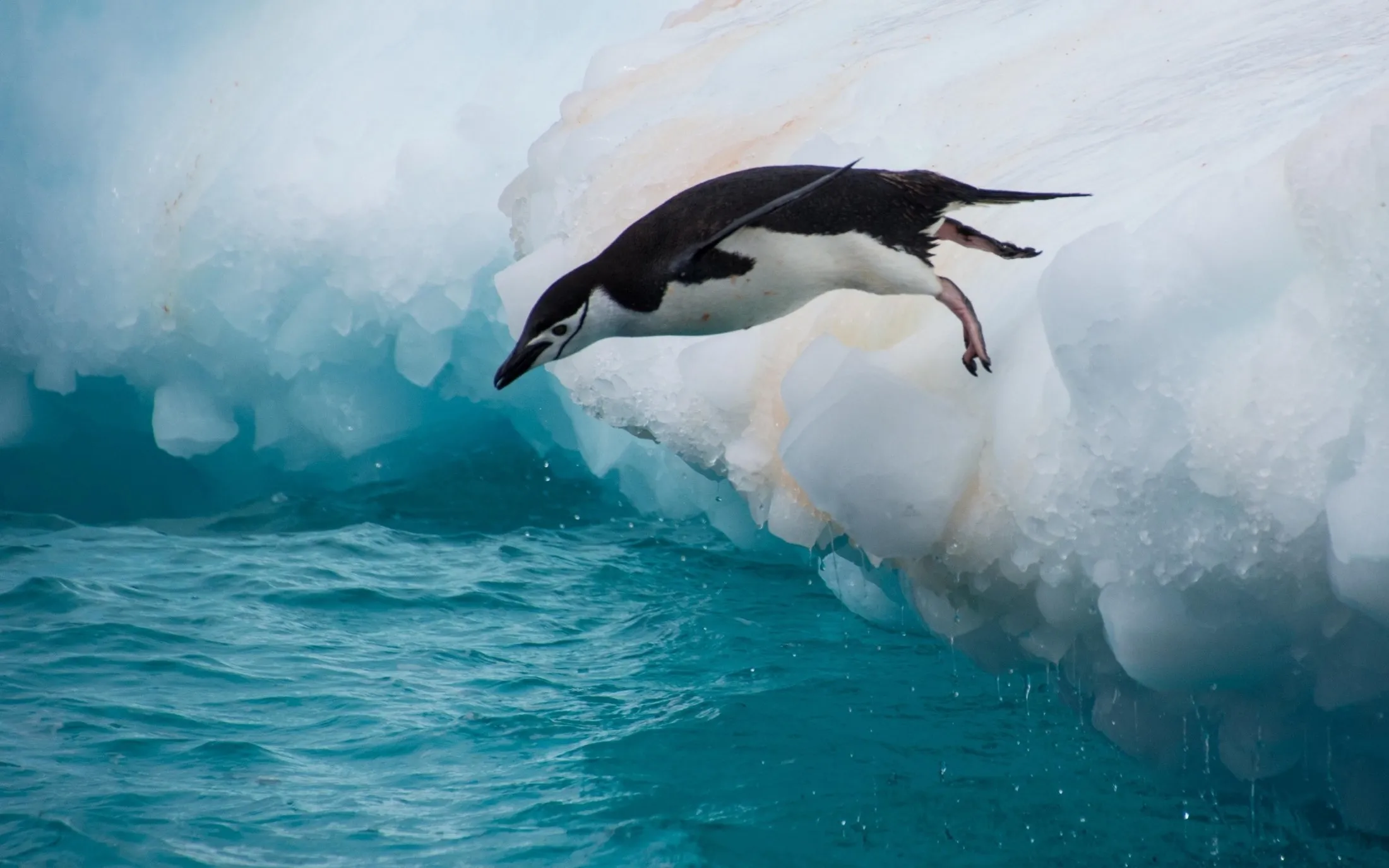 A penguin in water