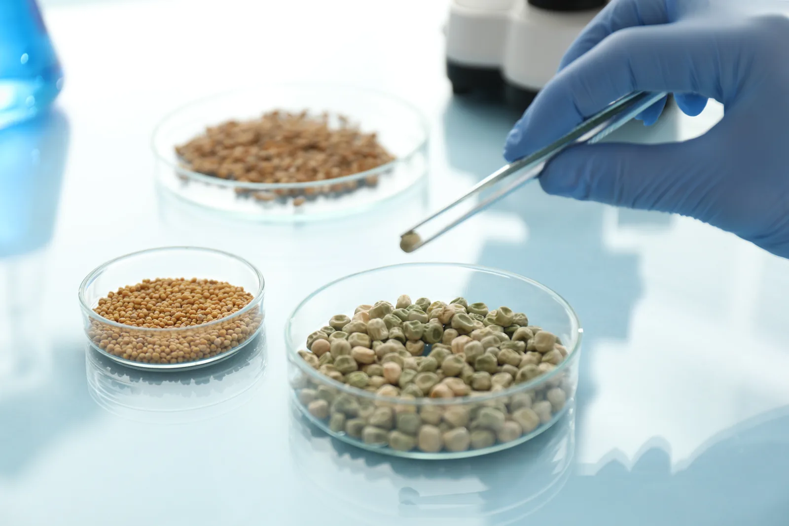 Scientist inspecting crop seeds in a petri dish