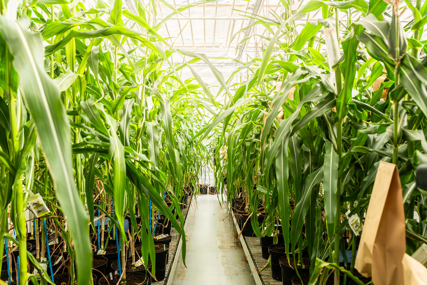 Plant floating in studio light representing crop innovation