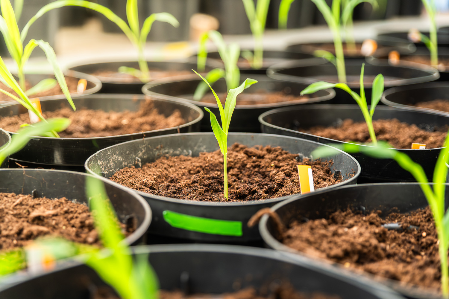 Rainbow Crops Awarded $7 Million Grant to Advance Climate-Resilient Crops
