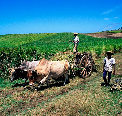 Escena de cultivo de caña de azúcar con bueyes y trabajadores, colina verde, cerca del hotel Mahogany, Guadalupe.