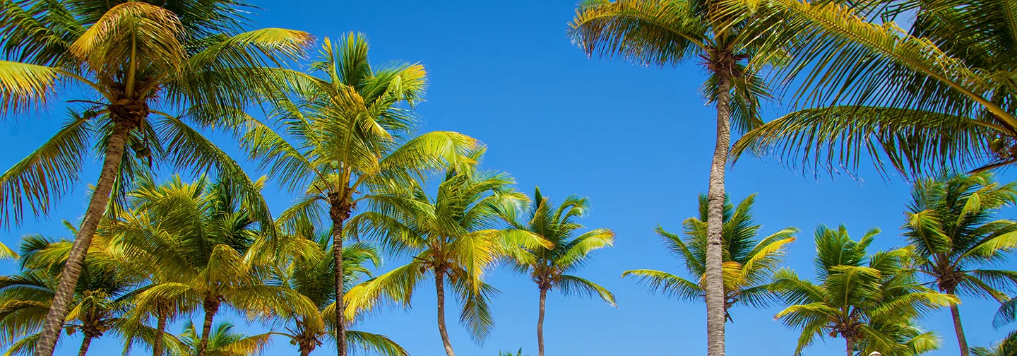 Beach shaded by tall palm trees at the Mahogany Hôtel Résidence & Spa in Pointe de la Verdure, Le Gosier, Guadeloupe.