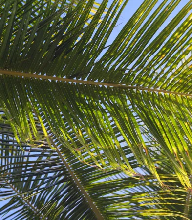 Exotisches Blattwerk im Mahogany Hôtel Résidence & Spa, Pointe de la Verdure, Le Gosier, Guadeloupe.