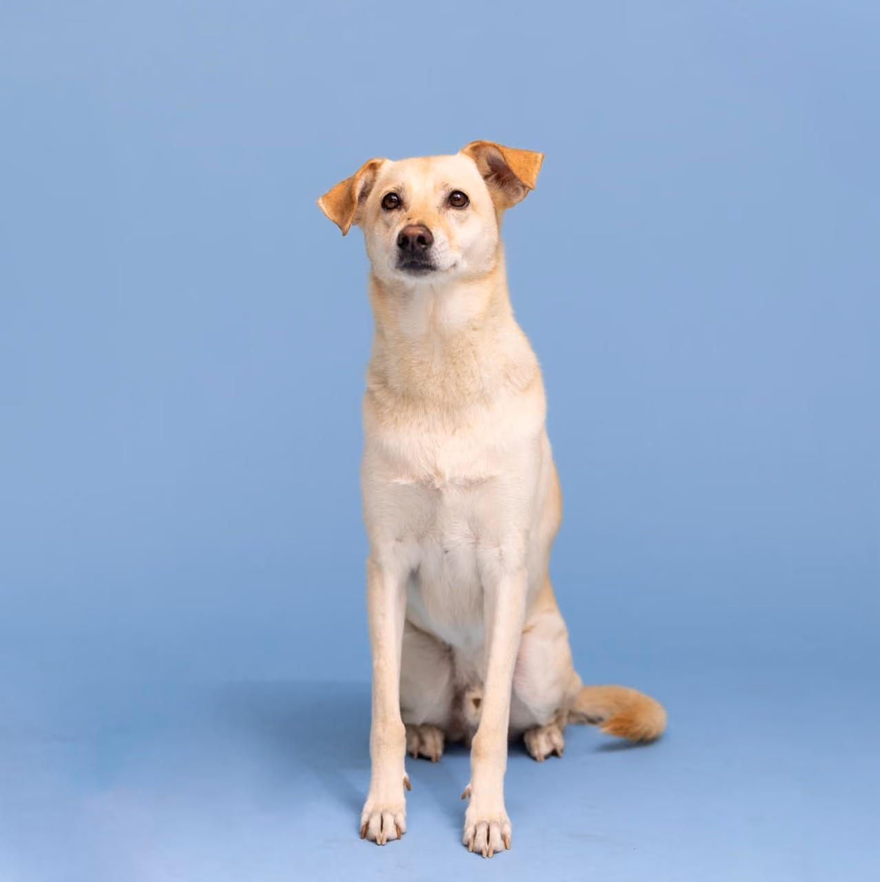 Noma office dog sitting in a studio portrait