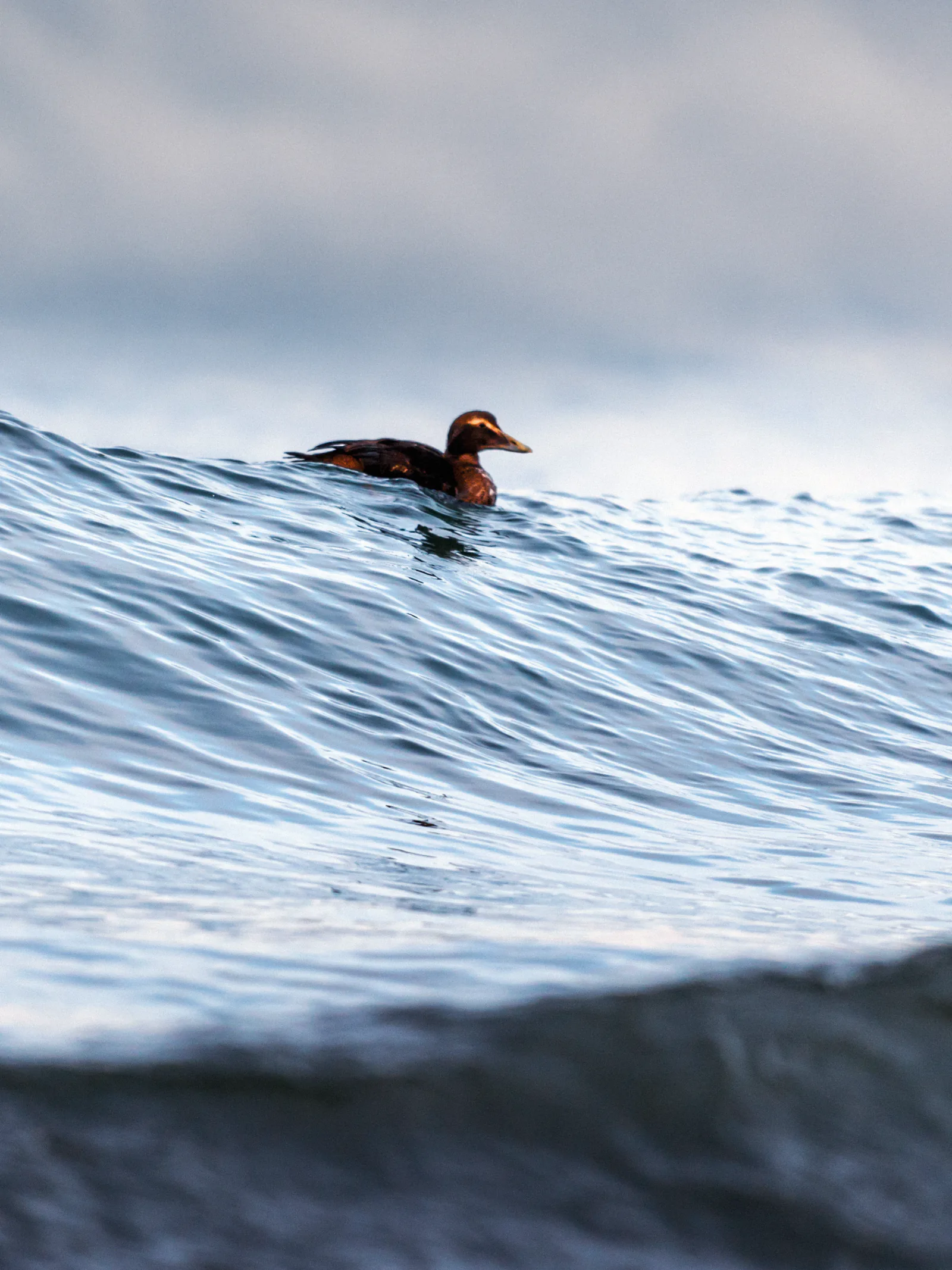 Seabird on the German Baltic coast