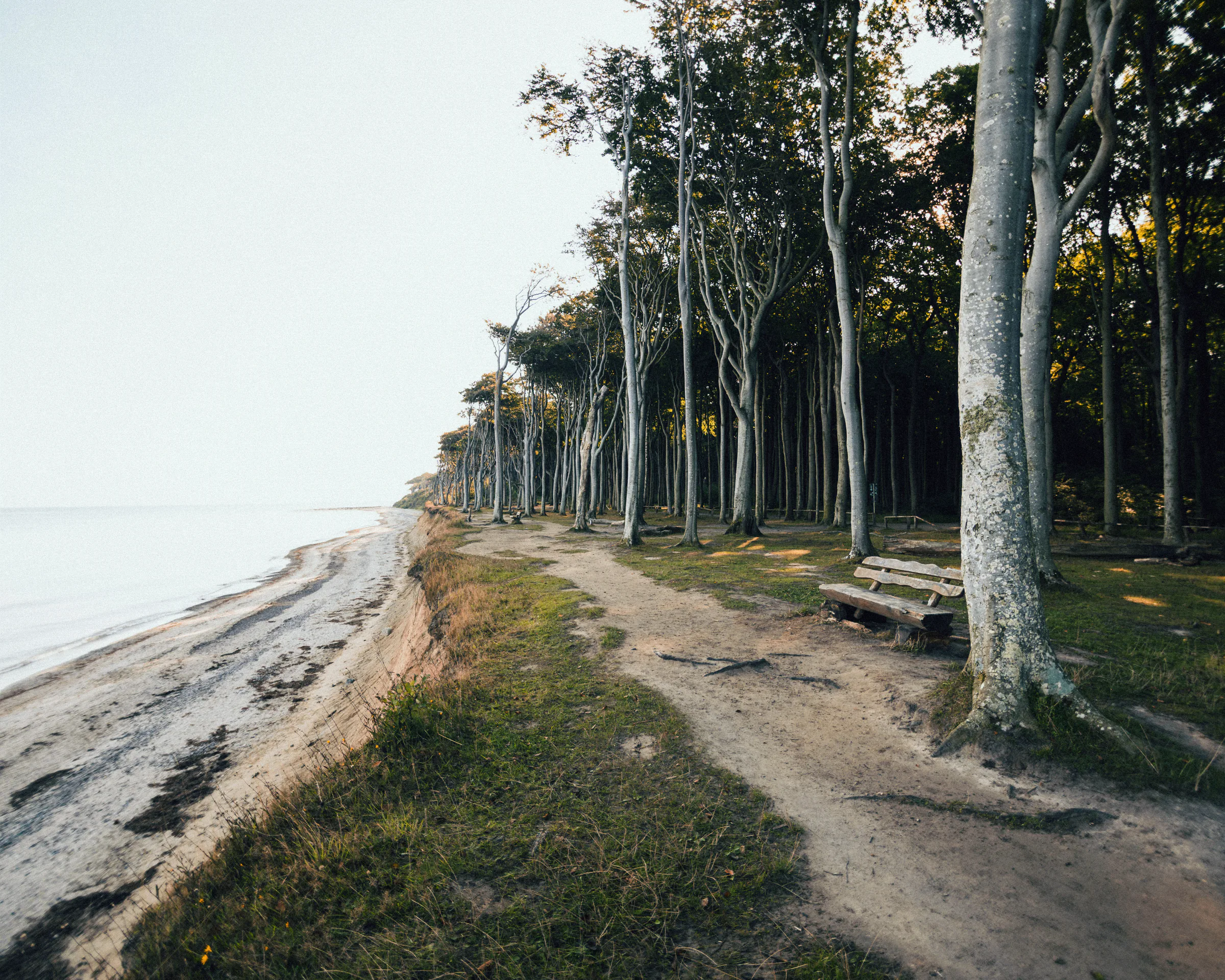 Coastal woodland on the Fischland-Darß-Zingst peninsula