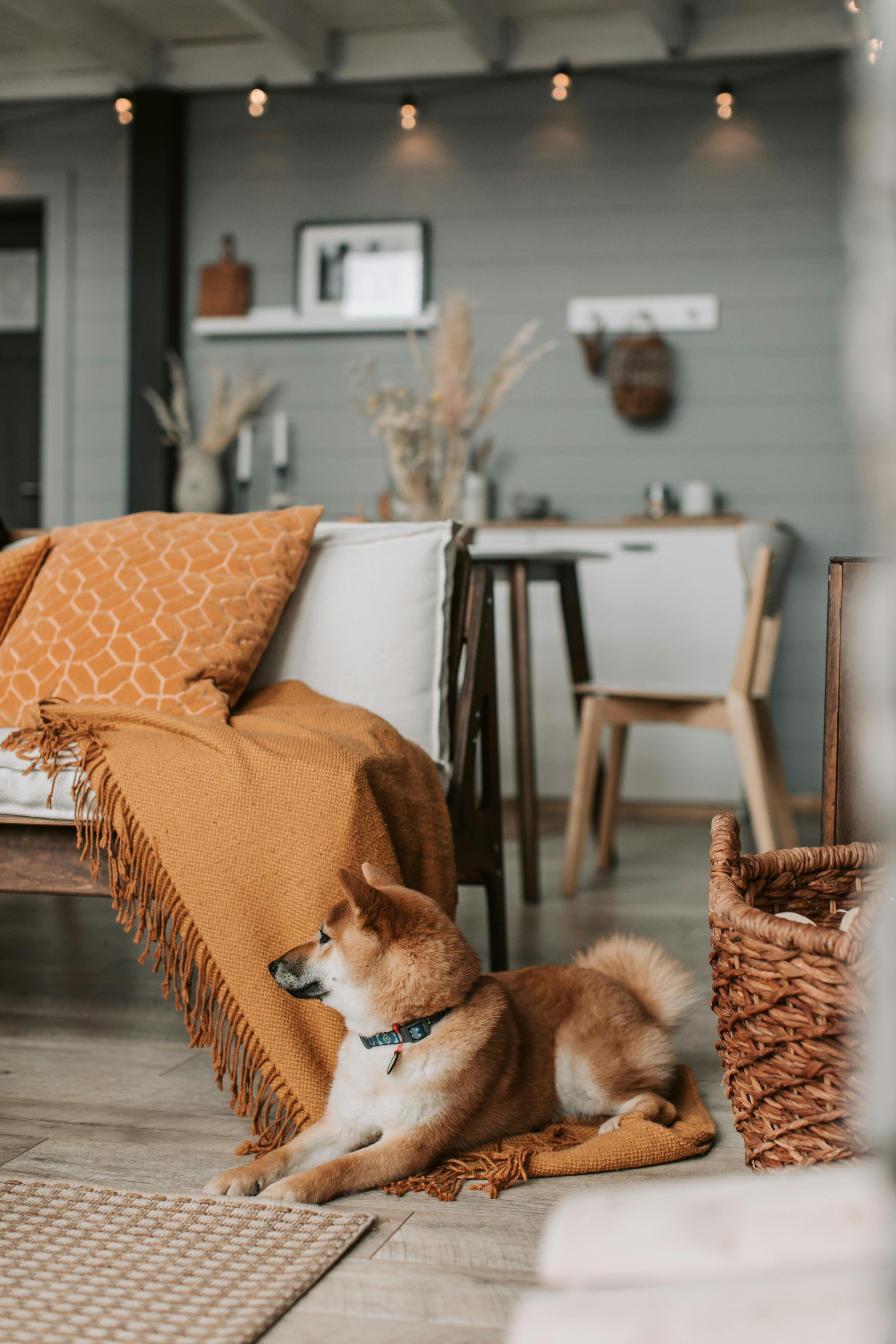 Dog near sofa with blankets stock image