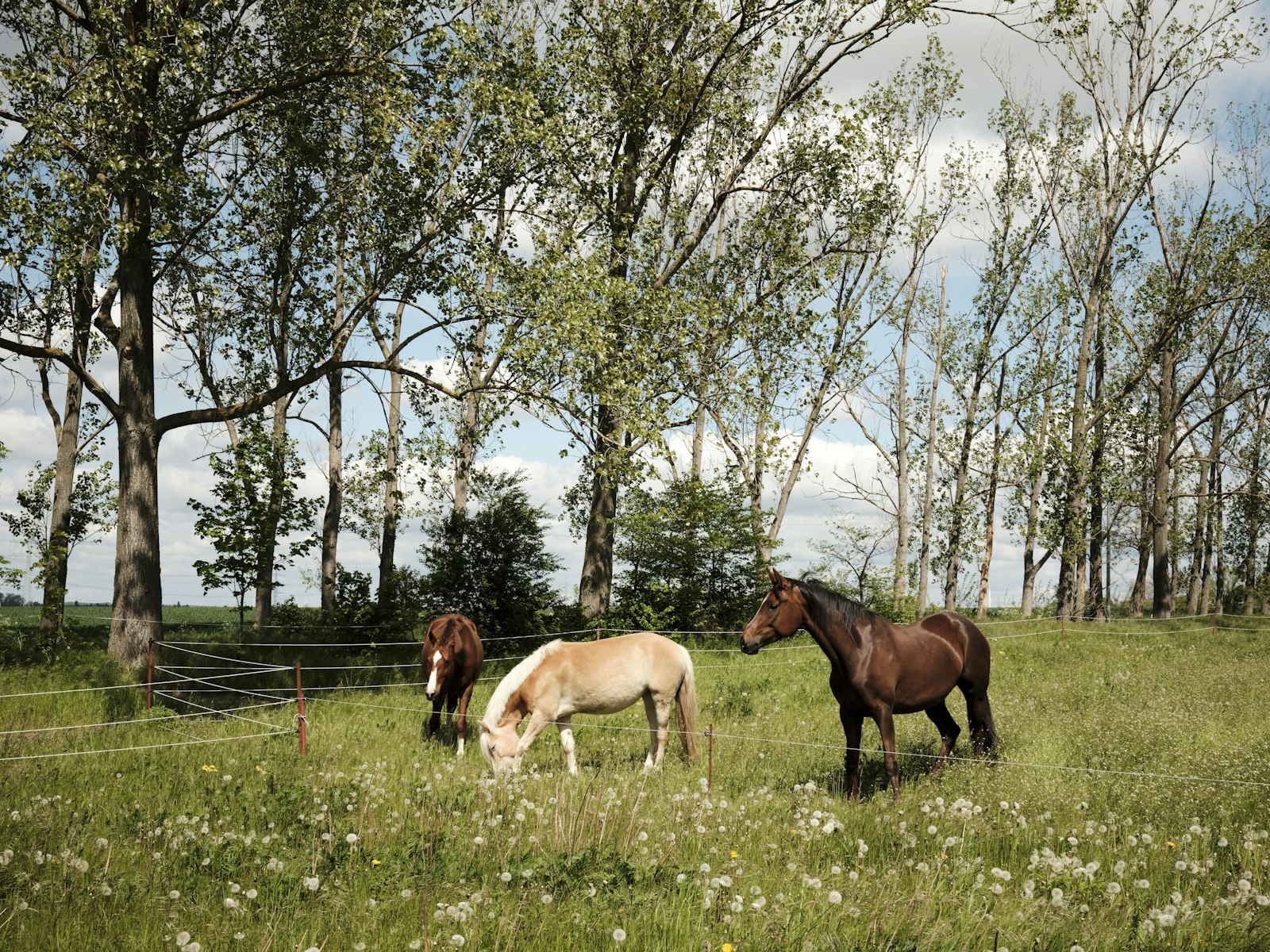 Horses grazing in a green pasture lined with trees