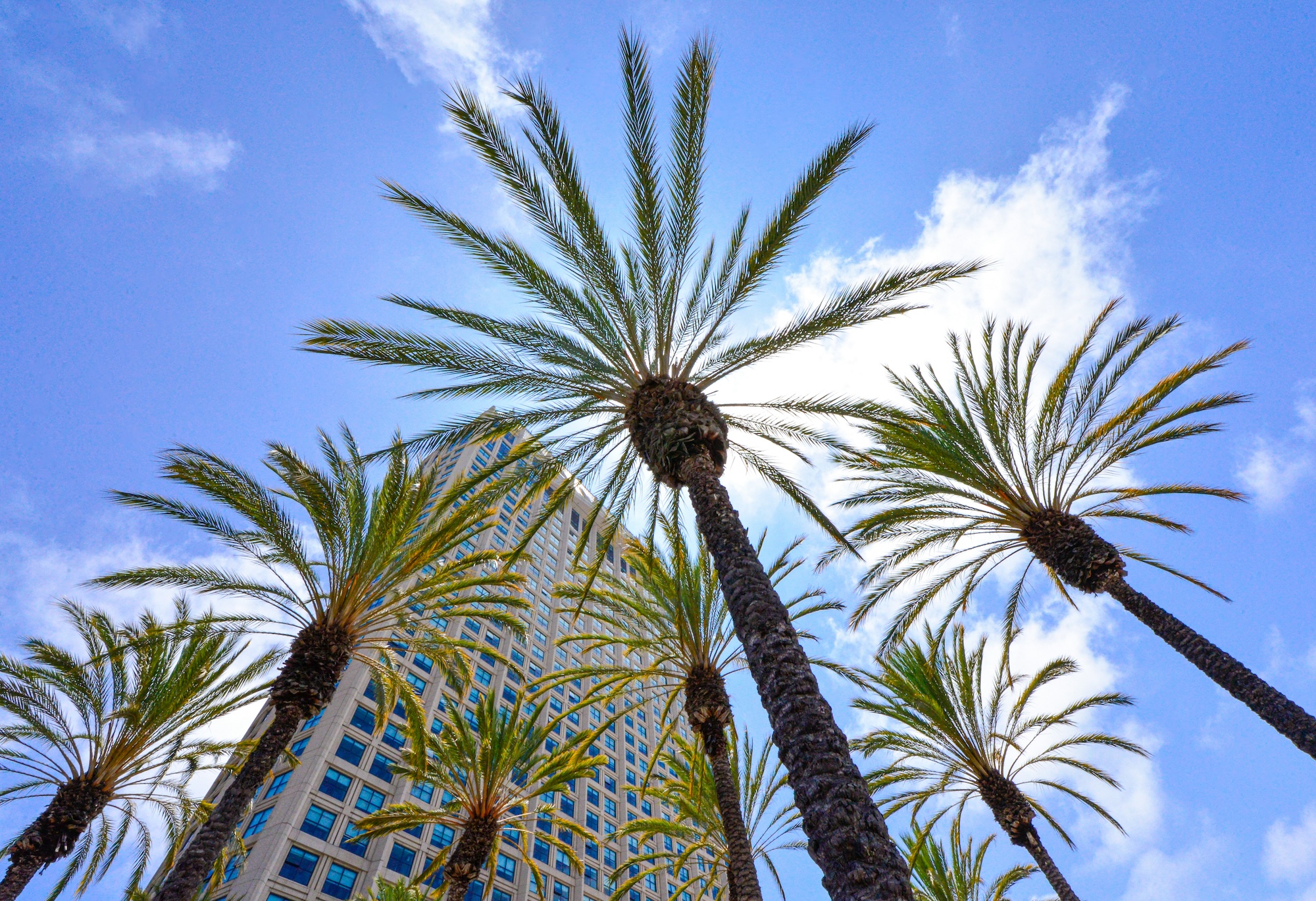 Tall palm trees with green leaves against blue sky and a high-rise building in the background.