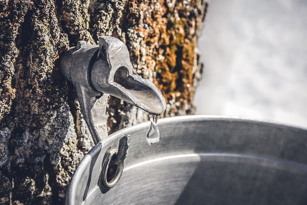 sap from a Vermont maple tree dripping from a metal spout into the bucket shows part of the process for making Vermont maple syrup
