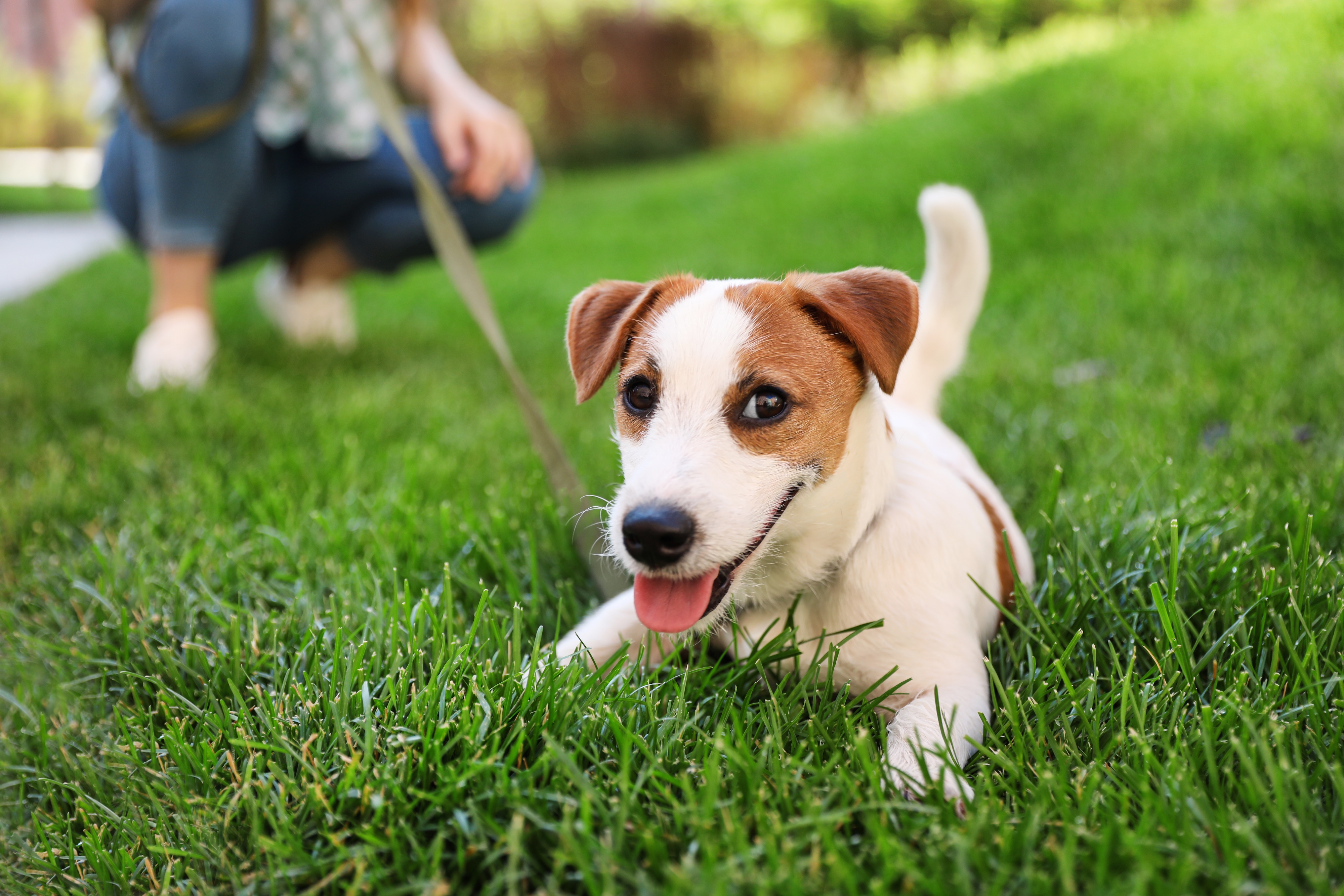 Small dog grass