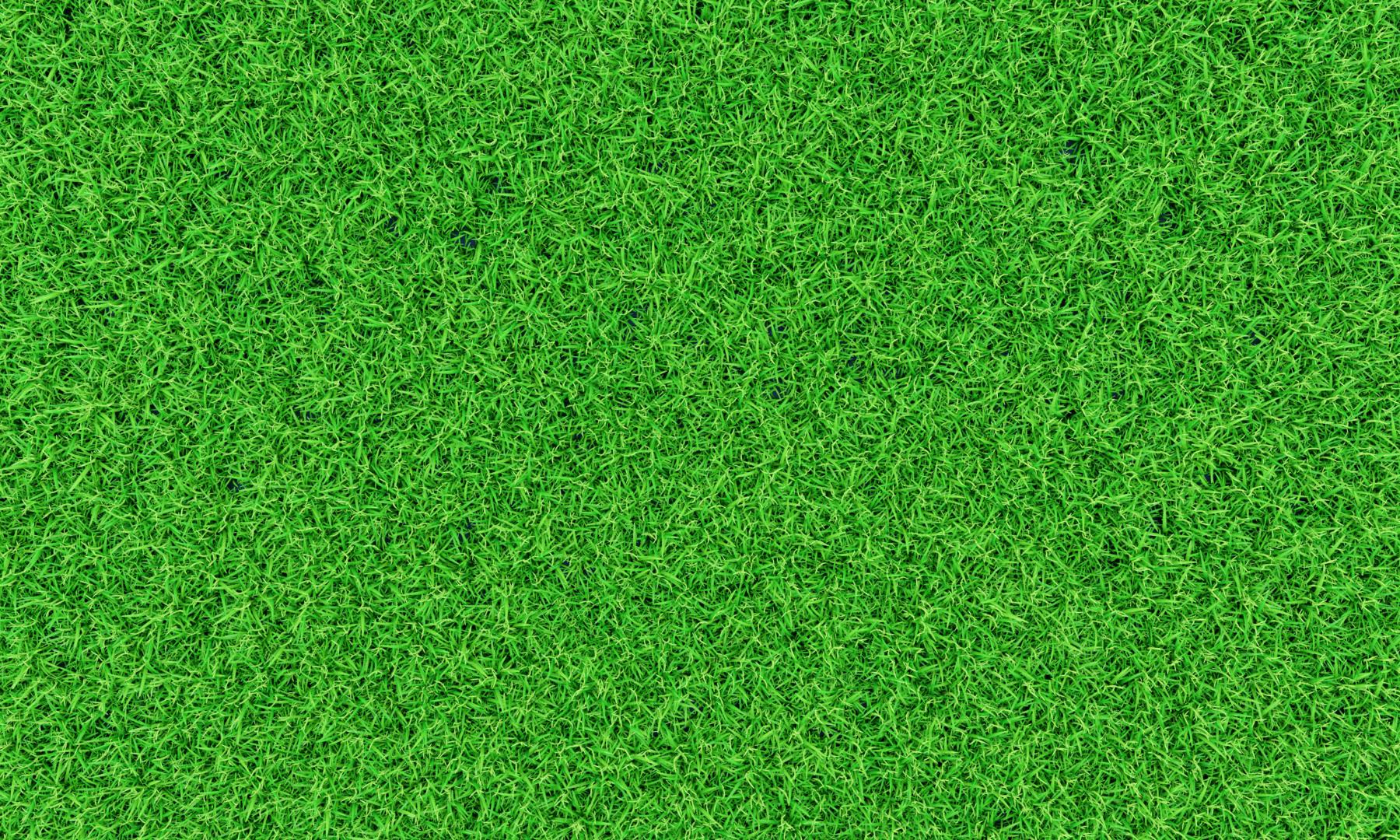 Bright green grass densely covering the ground in a uniform texture.