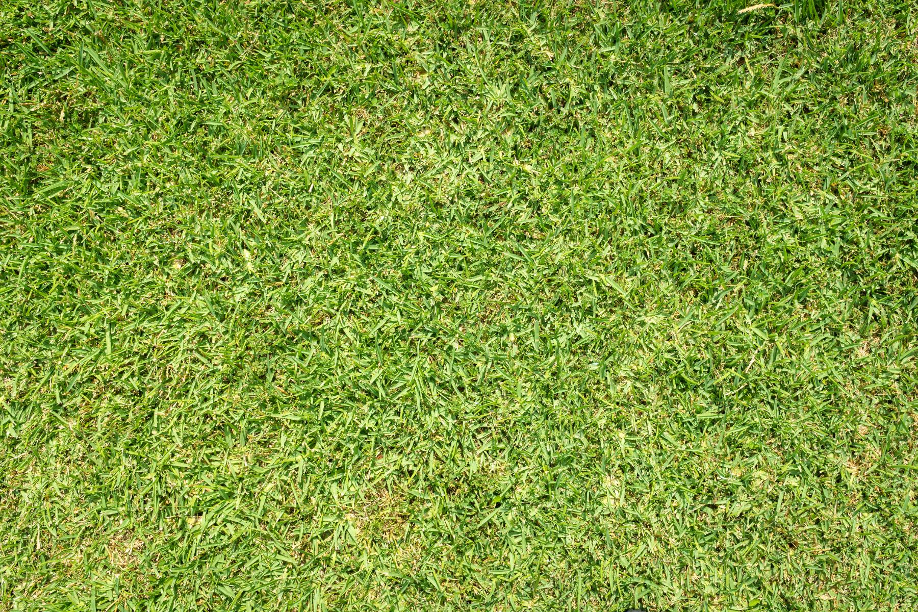 Close-up view of green grass blades evenly covering the ground.
