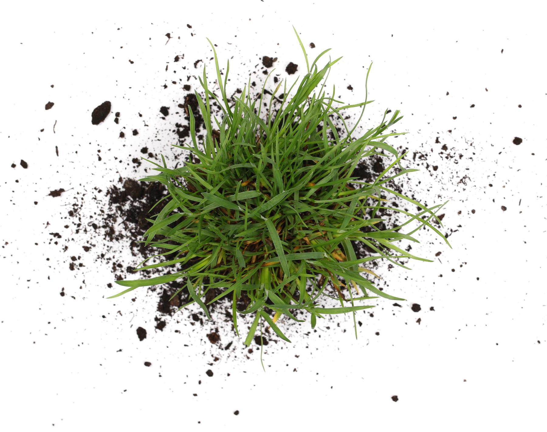 Clump of green grass with soil scattered around on a white background.
