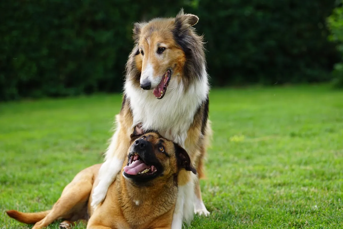 Two dogs on grass: a Collie standing with a paw on a smiling, panting brown dog lying down.