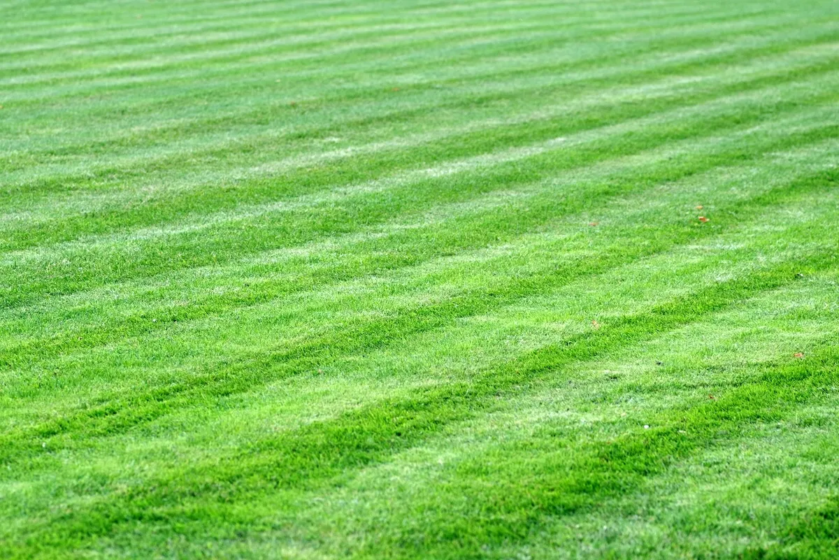 Green grass lawn with evenly spaced trimmed stripes.