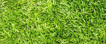 Close-up of dense, vibrant green centipede grass blades.