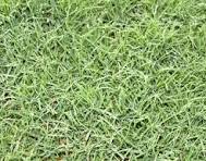 Close-up view of dense green grass blades covering the ground.