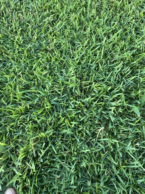 Close-up view of dense, green Meyers Zoysia grass blades covering the ground.