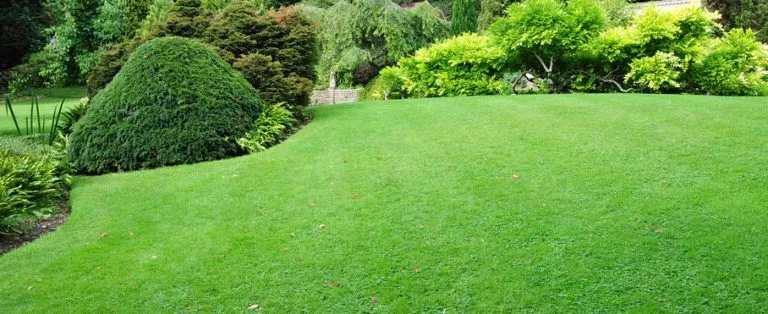 Well-maintained green lawn with various bushes and trees in the background.