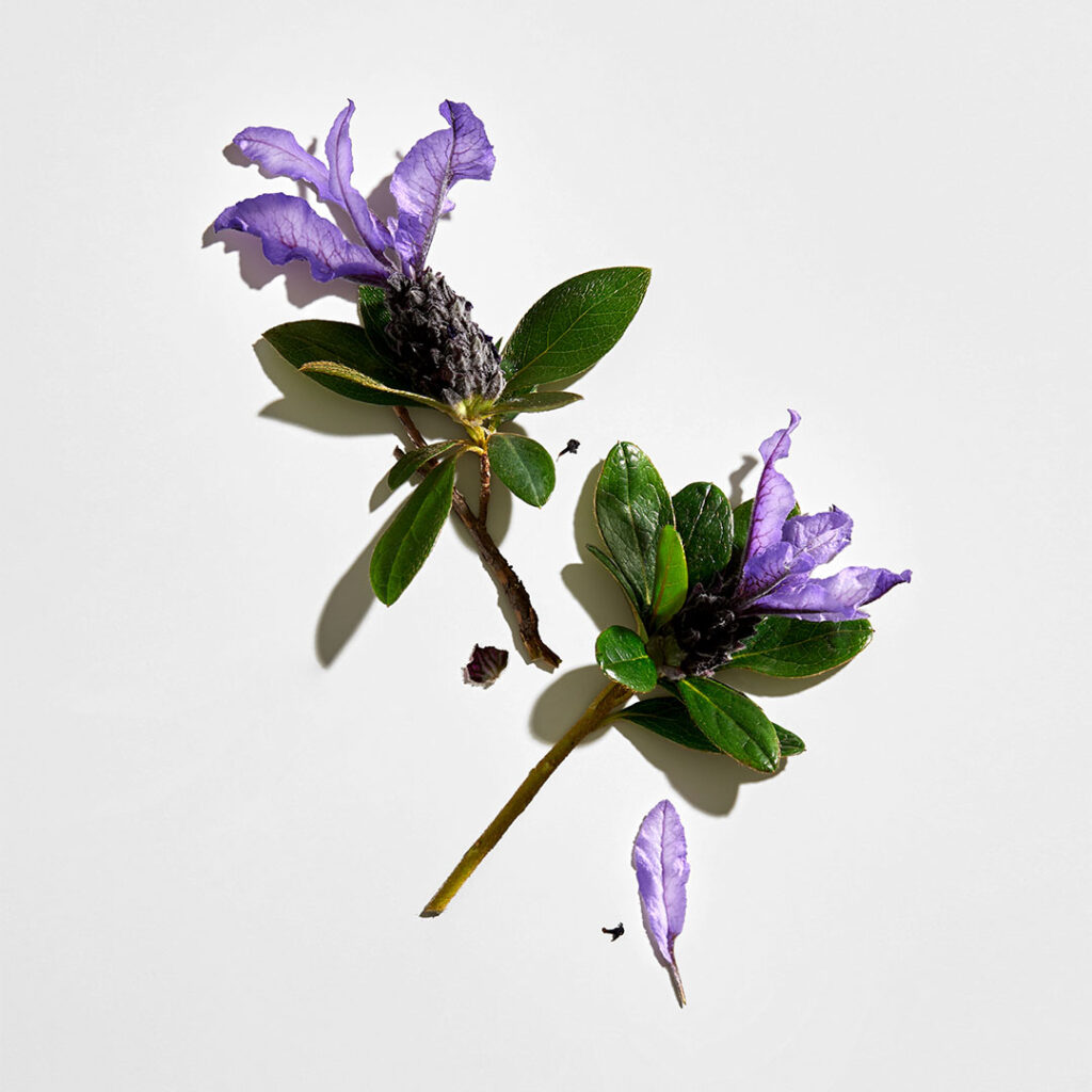 Bakuchiol plant extract natural anti-aging ingredient for skincare supplements