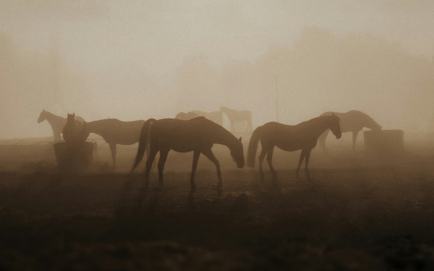 Horses in pasture at dawn