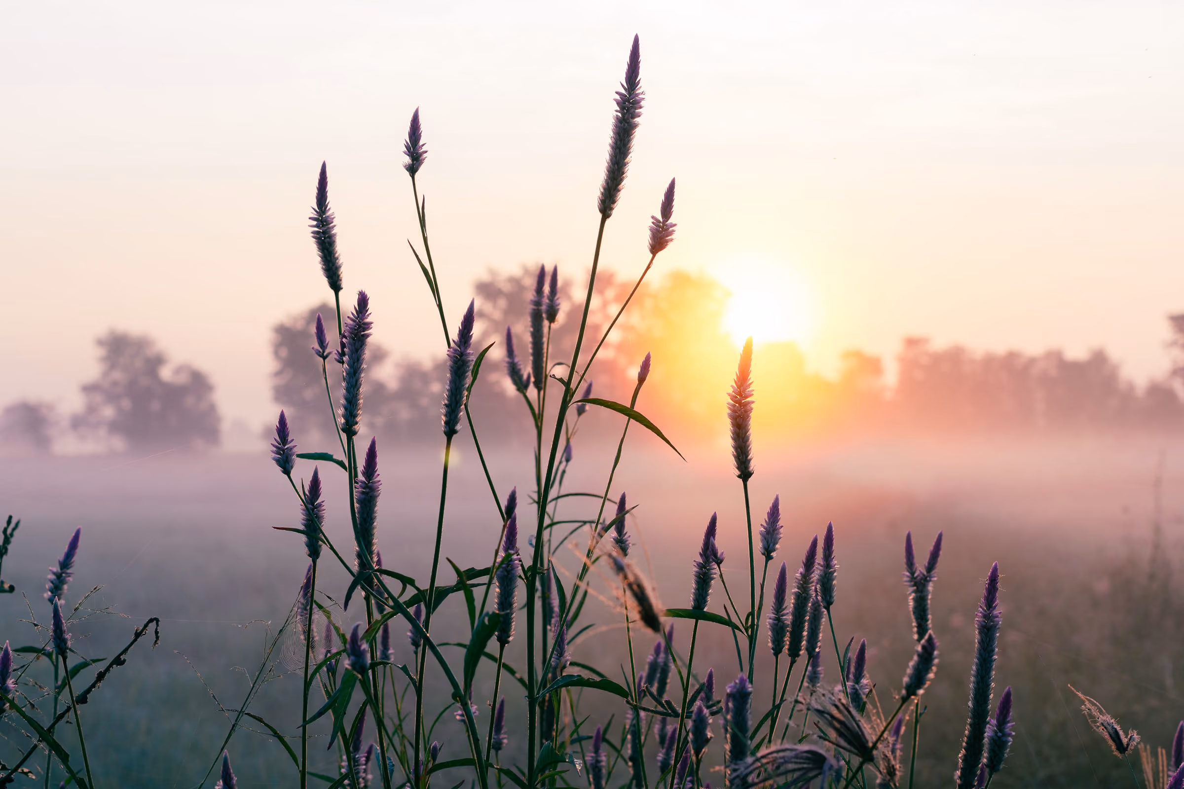 Lila bloemenstengels in het veld bij zonsopgang met mist en bomen op de achtergrond.