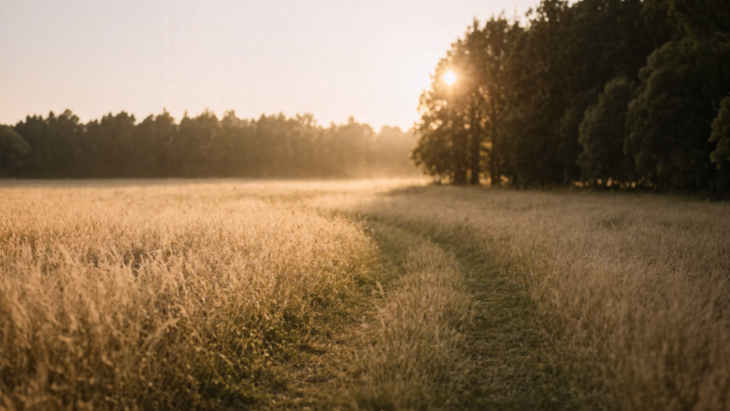 Een graanveld met een pad naar een bosrand bij zonsopgang.